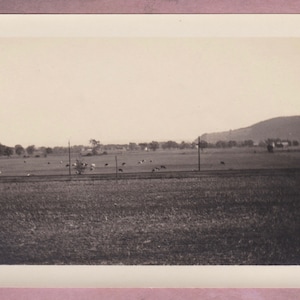 Vintage Photo, Fall 1923, Vernacular, Cows in a Field, Mountains, Country, Nature, Farm, Animals, Pasture, Grazing, Grass, Trees, Landscape