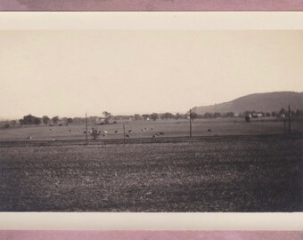 Photo Vintage, automne 1923, langue vernaculaire, vaches dans un champ, montagne, campagne, Nature, ferme, animaux, pâturage, pâturage, herbe, arbres, paysage