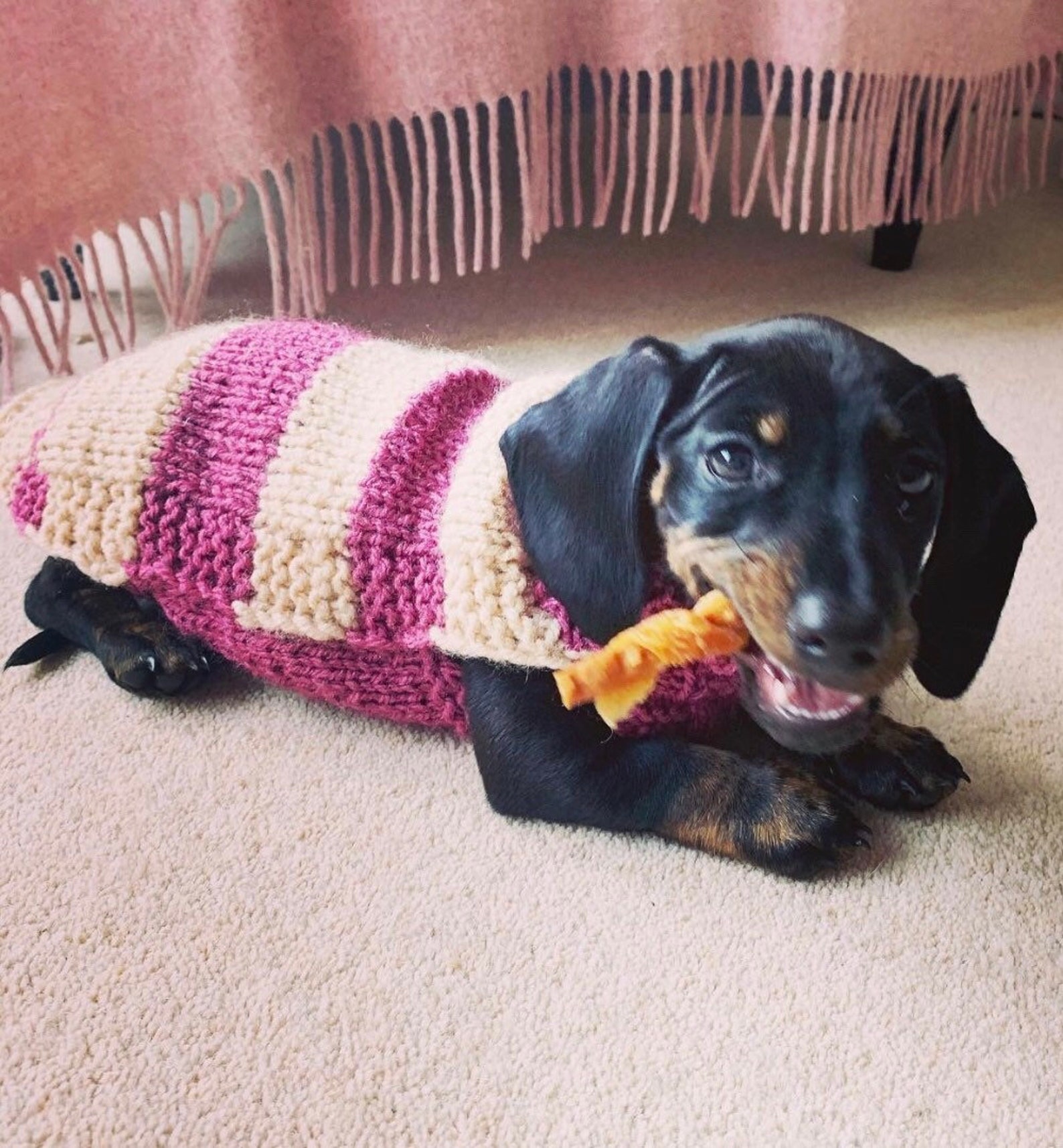 Miniature Dachshund Dog Jumper Made to Order for Mini Doxi Etsy