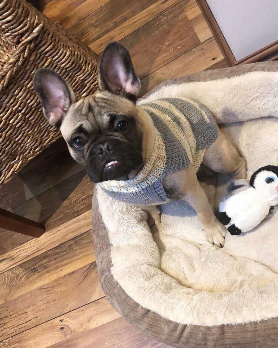 Customised Dog & Puppy Jumpers Harness Hole Handknitted in Etsy