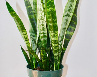 Beautiful, Sansevieria, Black Coral, rare house plants, indoor plants, ornamental houseplants, snake plant, mother in law tongue