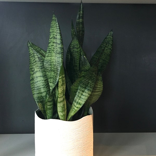 Beautiful, Sansevieria, Robusta Superba, rare house plants, indoor plants, ornamental houseplants, snake plant, mother in law tongue