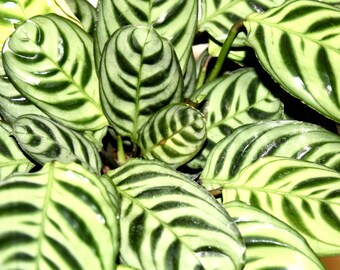 Beautiful, Calathea Burle Marx, snake plant, prayer plant, rare house plants, indoor plants, ornamental houseplants, Brazil, jungalow, shade