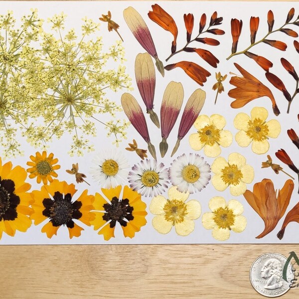 5" x 8" Sheet, Pressed Flowers,  Gift for Her, Flowers for Crafting, Natural Pressed Florals, Assortment Pack, Dried Flowers, Boho Crafts