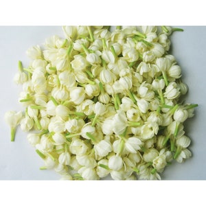 Jasmine Flowers by Tetsuya Tanooka/a.collectionrf