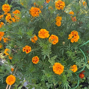 May include: A vibrant bush of marigold flowers in full bloom. The flowers are a bright orange with red centers, contrasting with the green foliage. The image is taken outdoors, with a glimpse of a fence in the background.