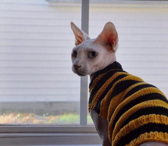 sphynx with sweater