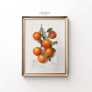 Vintage Orange Print | PRINTABLE Wall Art | Botanical Fruit Art Print | Fruit Study Painting | Kitchen Counter Art | Tangerine Artwork |#663