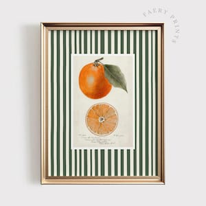 Peut inclure: Une illustration botanique vintage d'une orange avec des feuilles vertes, sur un fond de rayures verticales blanches et vertes. L'illustration est encadrée dans un cadre doré.