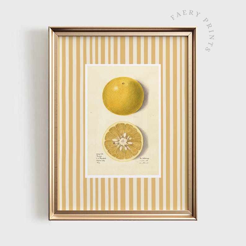 May include: A vintage botanical illustration of a yellow citrus fruit, showing both a whole fruit and a cross-section. The illustration is framed with a gold frame and a yellow and white striped background.