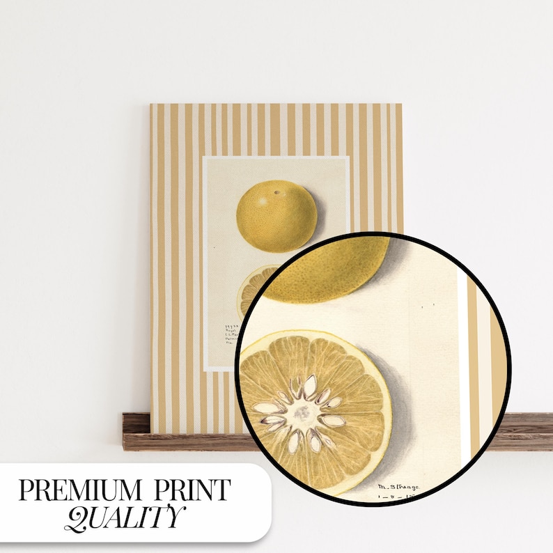 May include: A vintage botanical illustration of a yellow grapefruit, with a striped background. The illustration shows a whole grapefruit and a cross-section of the fruit.
