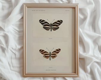impression vintage d'étude de papillons de nuit | Art mural imprimable