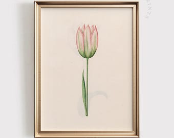 Estampa botânica de tulipa rosa | Ilustração floral vintage (Download digital)