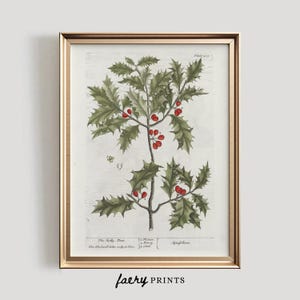 Holly Tree Illustration | PRINTABLE Wall Art | Vintage Holiday Wall Art | Botanical Yuletide Print | Digital Download Art Print  | #668