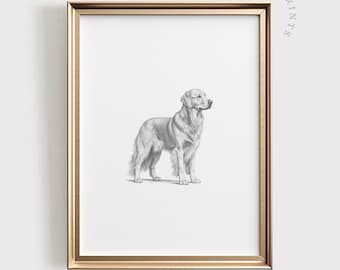 Golden Retriever Print | Dog Sketch | PRINTABLE Wall Art | Pet Digital Artwork | Animal Home Decor | Goldie Dog Drawing | #500