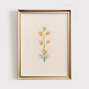 Vintage Yellow Flower Botanical Print | Wildflower PRINTABLE Wall Art | Plant Illustration | Spring Home Decor | Digital Download | #1393