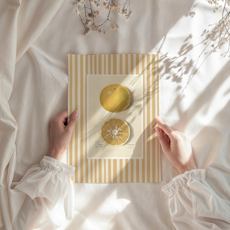 May include: A vintage botanical illustration of a halved and whole pomelo fruit on a yellow and white striped background.