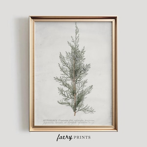 May include: A botanical illustration of a juniper branch with green needles against a white background. The image is framed in a gold frame and includes the text "JUNIPERUS Virginiana folia inferioribus Juniperus Juniperus Sabina et ex superiore Juniperus virginiana"