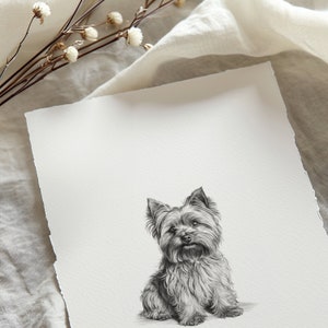 May include: A black and white pencil drawing of a Yorkshire Terrier sitting on a white background.