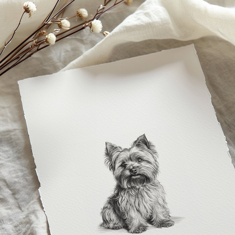 May include: A black and white pencil drawing of a Yorkshire Terrier sitting on a white background.