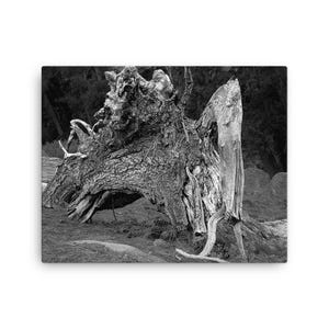 May include: A black and white photograph of a large, weathered tree stump with exposed, gnarled roots and textured bark. The stump features deep crevices and intricate wood grain patterns, set against a dark, shadowed forest background.