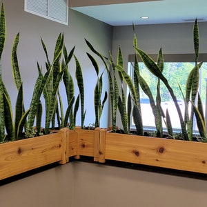 May include: Two long wooden planters filled with green and yellow snake plants. The planters are placed in a corner of a room with a window in the background.