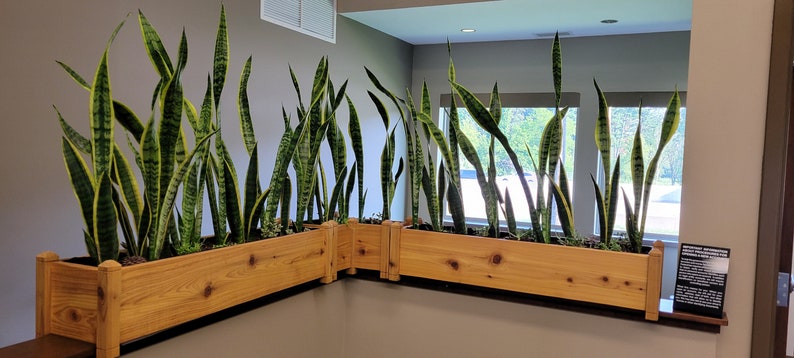 May include: Two long wooden planters filled with green and yellow snake plants. The planters are placed in a corner of a room with a window in the background.