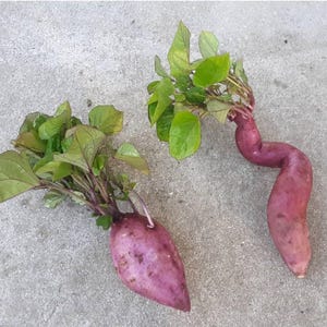 May include: Two purple sweet potatoes with green leafy sprouts on a grey concrete surface. One sweet potato is curved, and the other is more oval-shaped. The leaves are a vibrant green, and the potatoes have a deep purple hue.