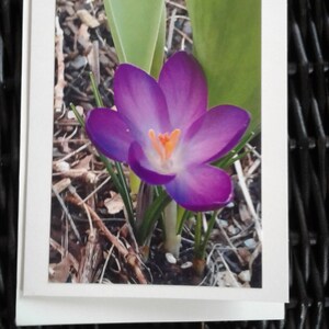 Crocus, o prenúncio da primavera