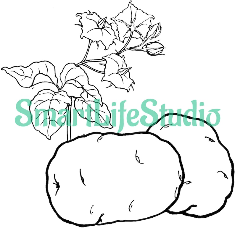 Download Ripe Vegetables-Coloring book for kids-13 coloring page ...
