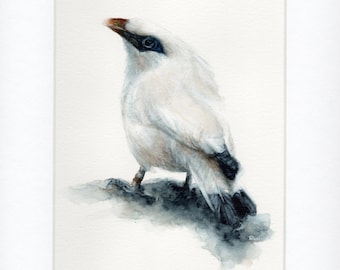 Watercolor Bird, Bali Starling, Original Bird, Bali Myna, Watercolor Painting, Original Watercolor, Watercolor Art, Original Art, Bird Art.