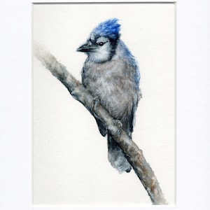 Blue Jay, Original Watercolor, Blue Jay Original, Original Bird, Watercolor Bird, Watercolor Painting, Watercolor Art, Bird Art,Blue Jay Art
