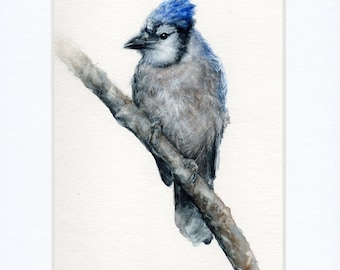 Blue Jay, Original Watercolor, Blue Jay Original, Original Bird, Watercolor Bird, Watercolor Painting, Watercolor Art, Bird Art,Blue Jay Art