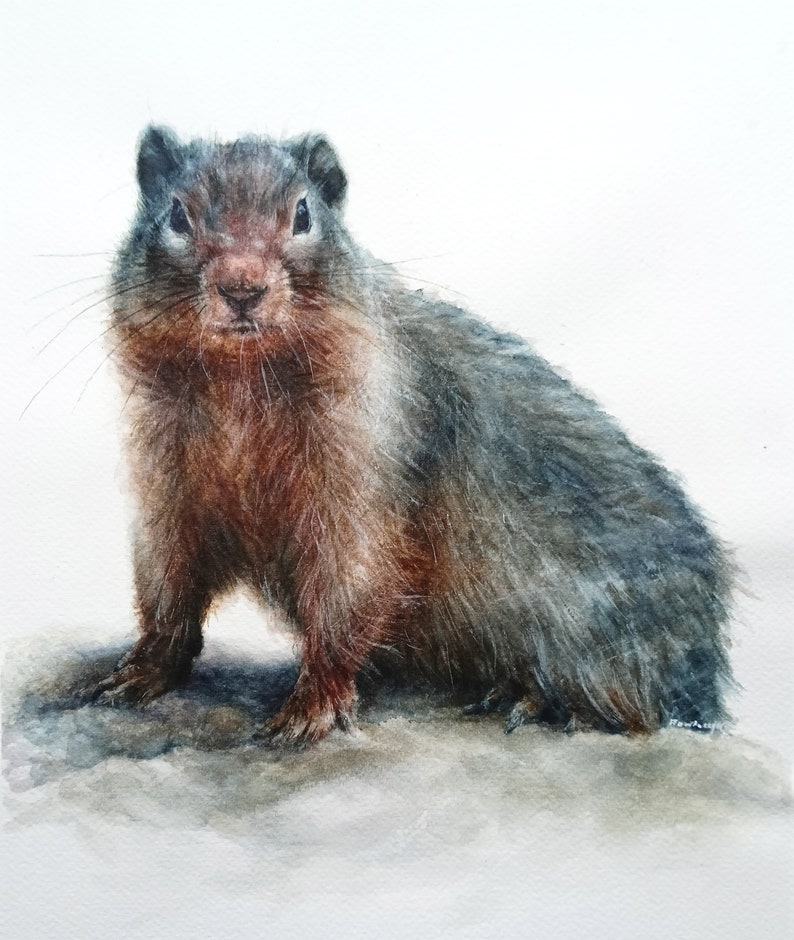 Peinture de marmotte, aquarelle de marmotte, peinture de marmotte, aquarelle originale, animal d'aquarelle, art d'aquarelle, décor à la maison, cadeau unique image 2