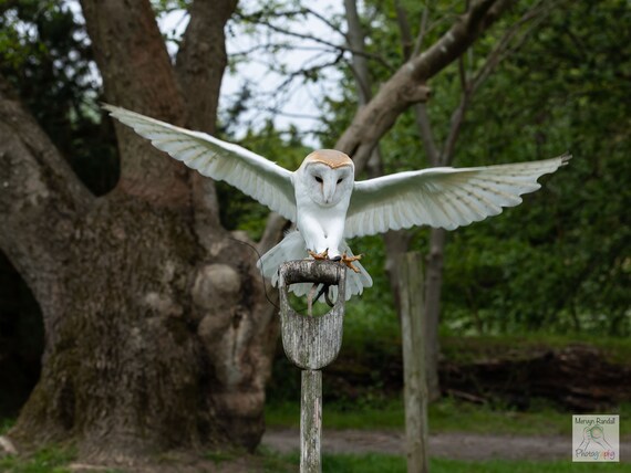 Barn Owl Landing Etsy