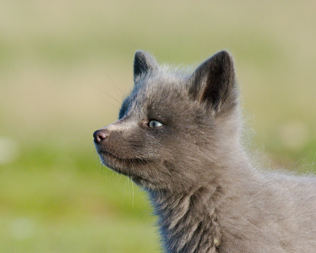 Silver Fox WHISKY シルバーフォックスウヰスキー ３本セット Silver Fox Kit - Etsy