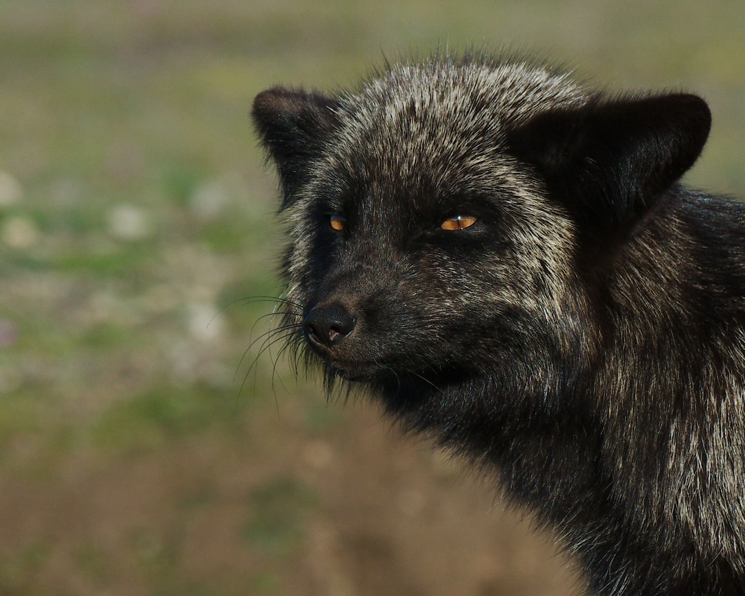 Silver Fox - Etsy