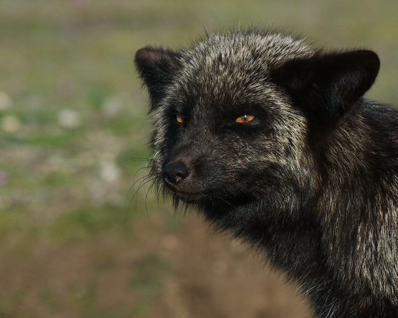 Silver Fox - Etsy Silver Fox - Etsy