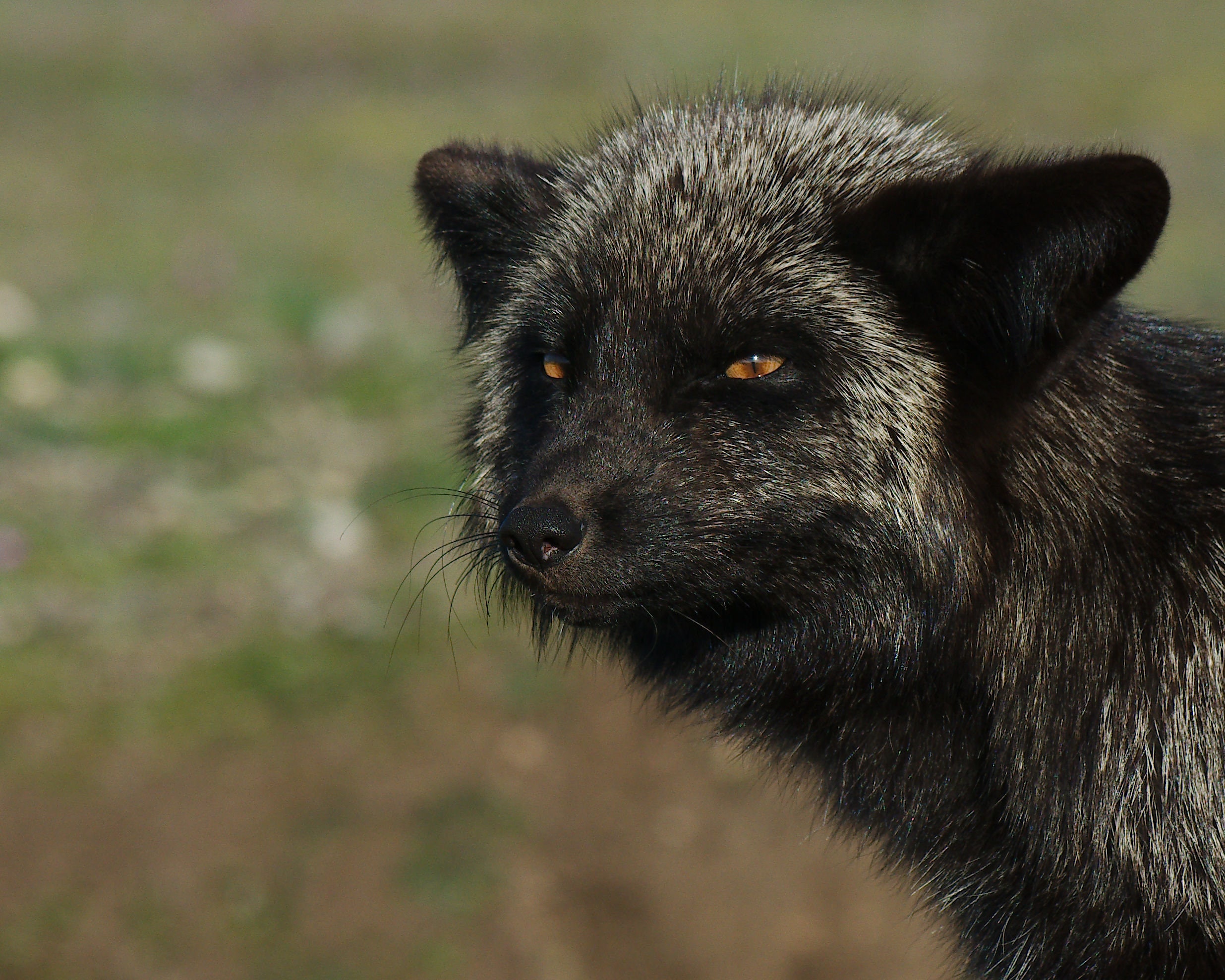 Silver Fox - Etsy