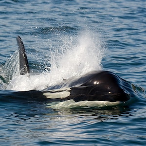 Southern Resident Killer Whale J16 Slick