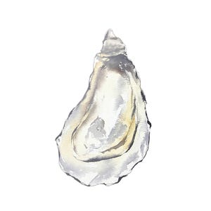 Oyster Shell Sticker - Greeting Stickers - Gift Stickers - Kentucky - Fishing Sticker - Greetings Sticker - Welcome Decals - Beach Life