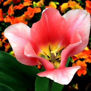 Real Nature photos in their purest form. Flowers, trees, swamps, insects, grassland etc