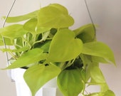 Philodendron cordatum neon - philodendron hanging plant - live house plant