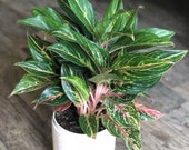 Aglaonema Butterfly - tropic passion- chinese evergreen- live house plant