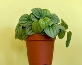 4 quot Peperomia caperata 39 silver ripple 39 - live house plant