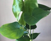 18-20 quot Monstera Deliciosa - split leaf philodendron- live house plant