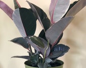 Ficus decora TINEKE (Rubber Plant)- live house plant- rubber tree