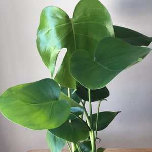 18 20 Monstera Deliciosa Split Leaf Philodendron Live Etsy