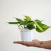 aisles reviewed 4” philodendron Brasil - live house plant- philodendron cordatum brasil- air purifying plant