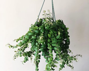 Wishlist Plants by Theplantchica on Etsy
